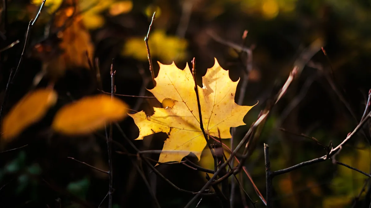 Beautiful golden autumn leaf on a branch, captured in Penrith, England. Perfect for seasonal themes.