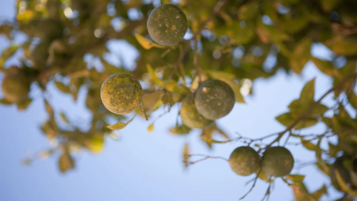 Low-angle view of green citrus fruits hanging on a tree branch against a blue sky.