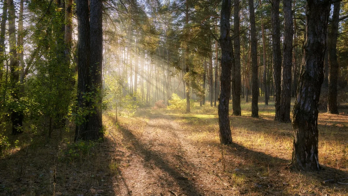 Sunlight filters through trees in a tranquil autumn forest, illuminating the pathway.
